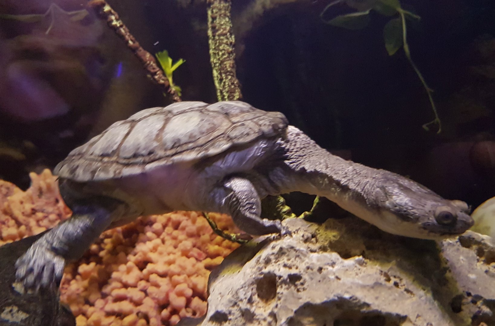 Snake-necked turtle ID