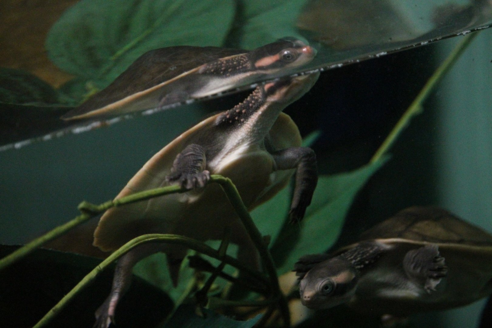 Snake-necked turtle sp?