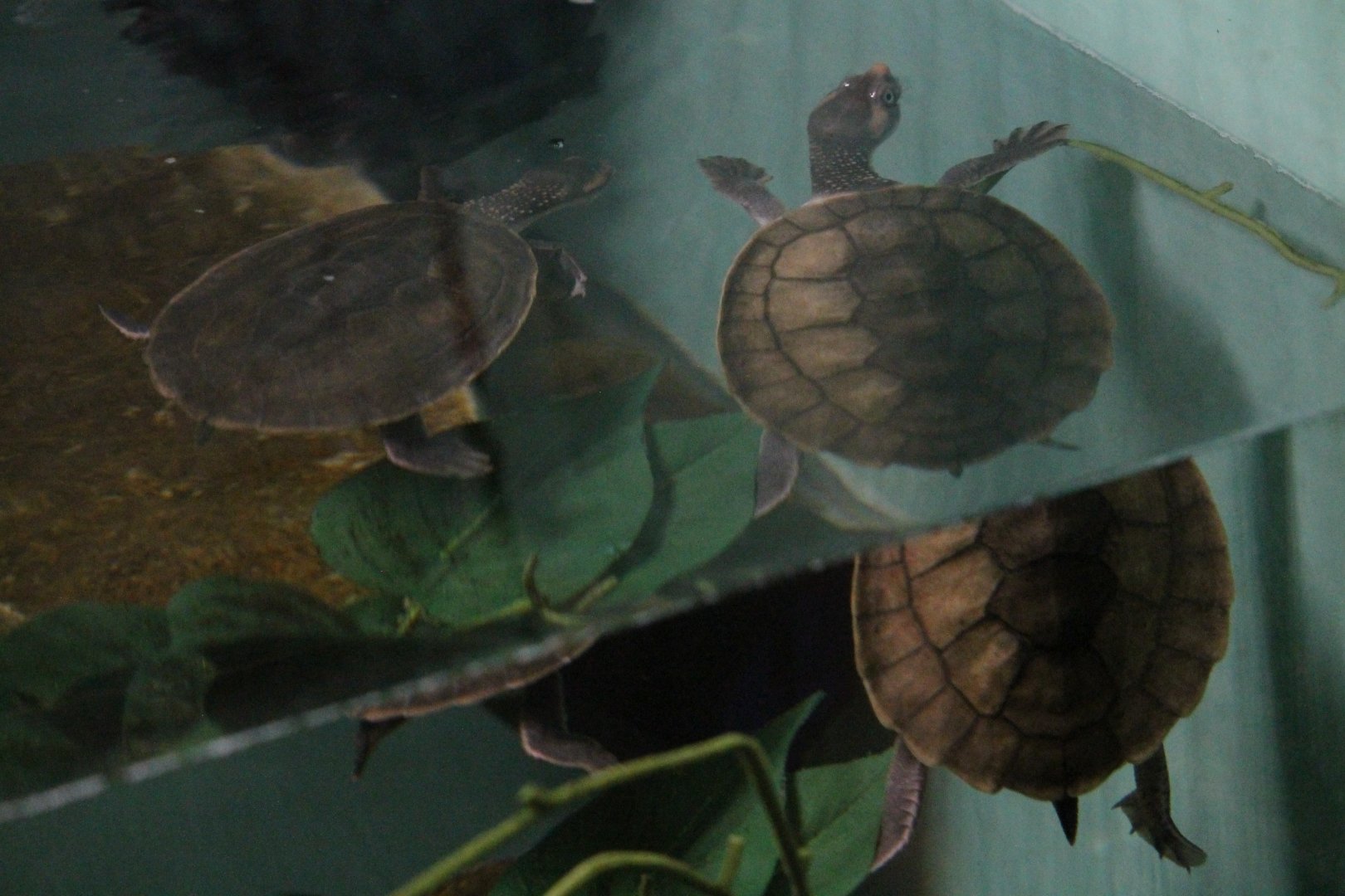 Snake necked turtle sp?