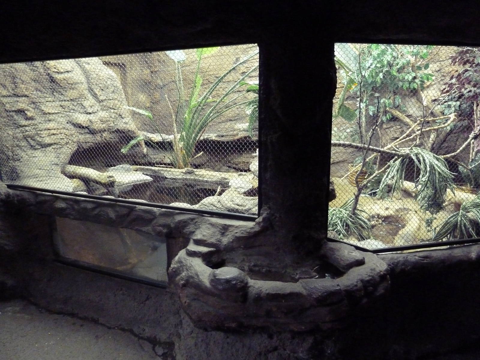 Snake-Necked Turtle/Wompoo Fruit Dove Exhibit