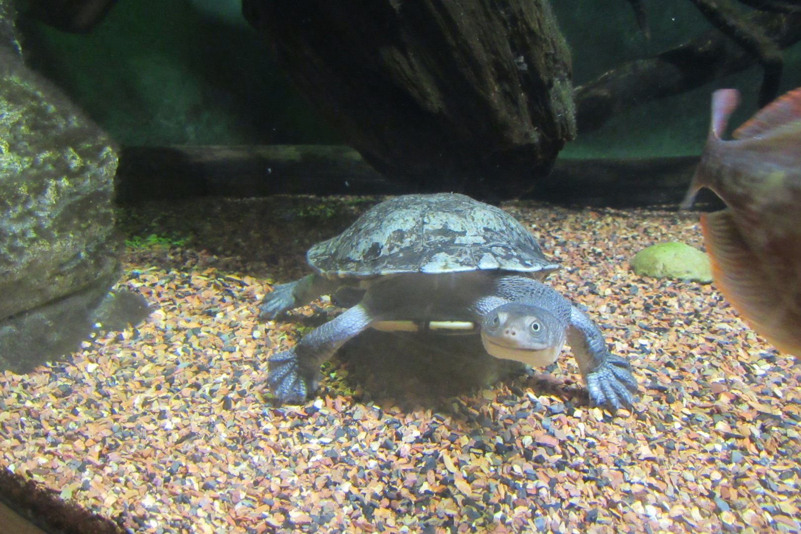 snake necked turtle