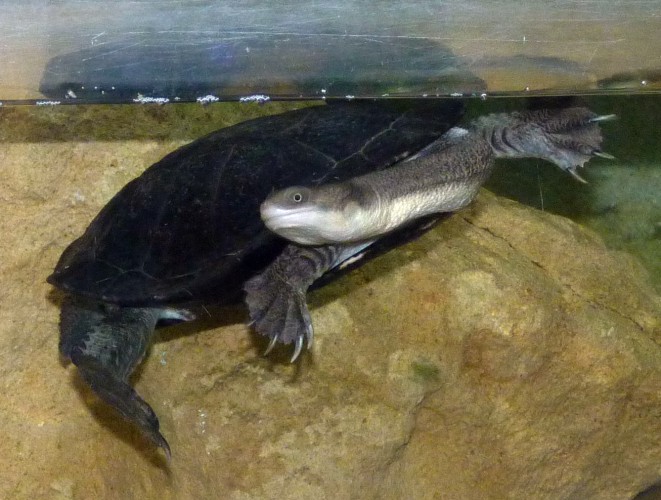 Snake-necked turtle....