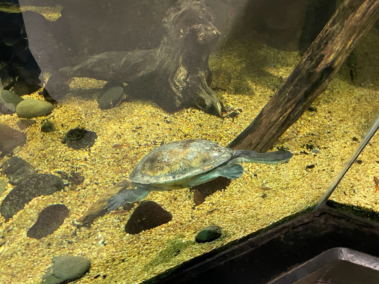 Snake Necked Turtle