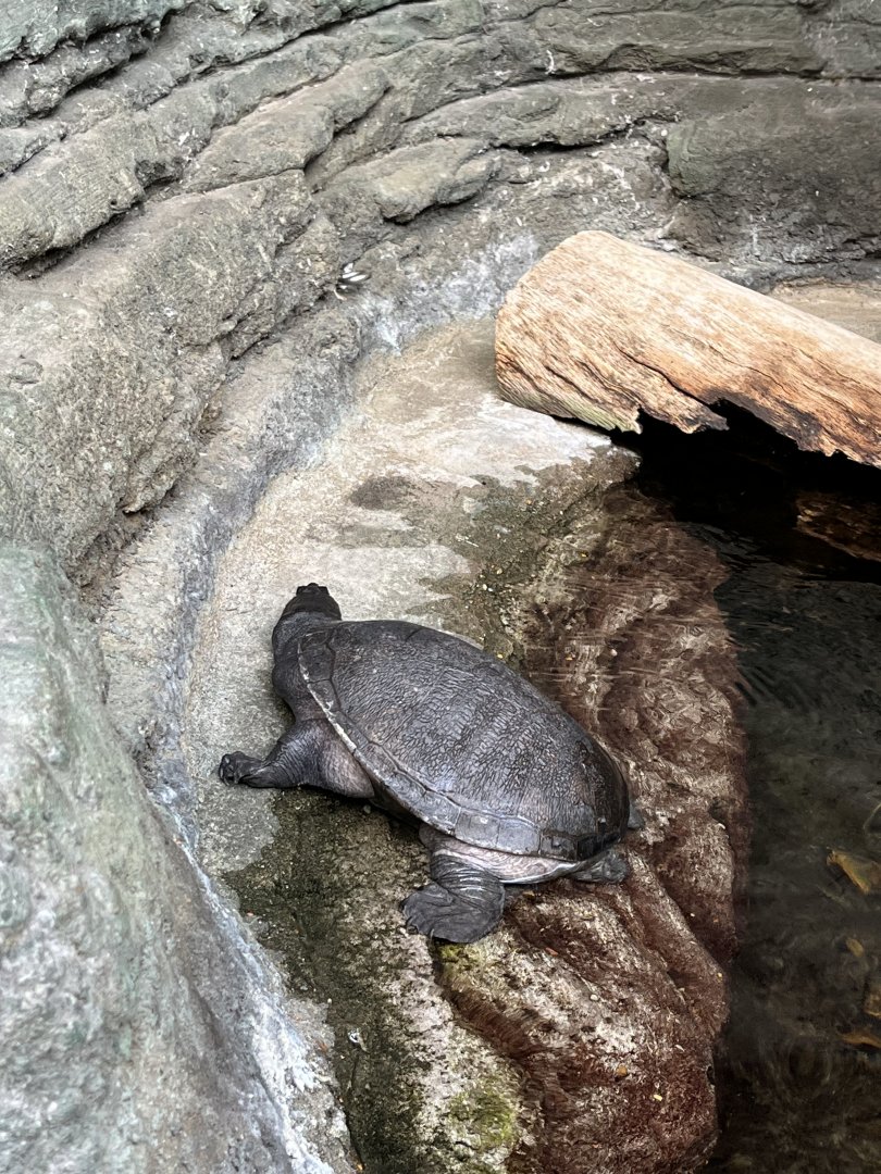 Snake-necked Turtle