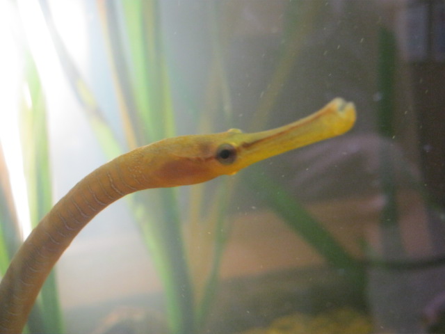 Snake Pipefish 2014.