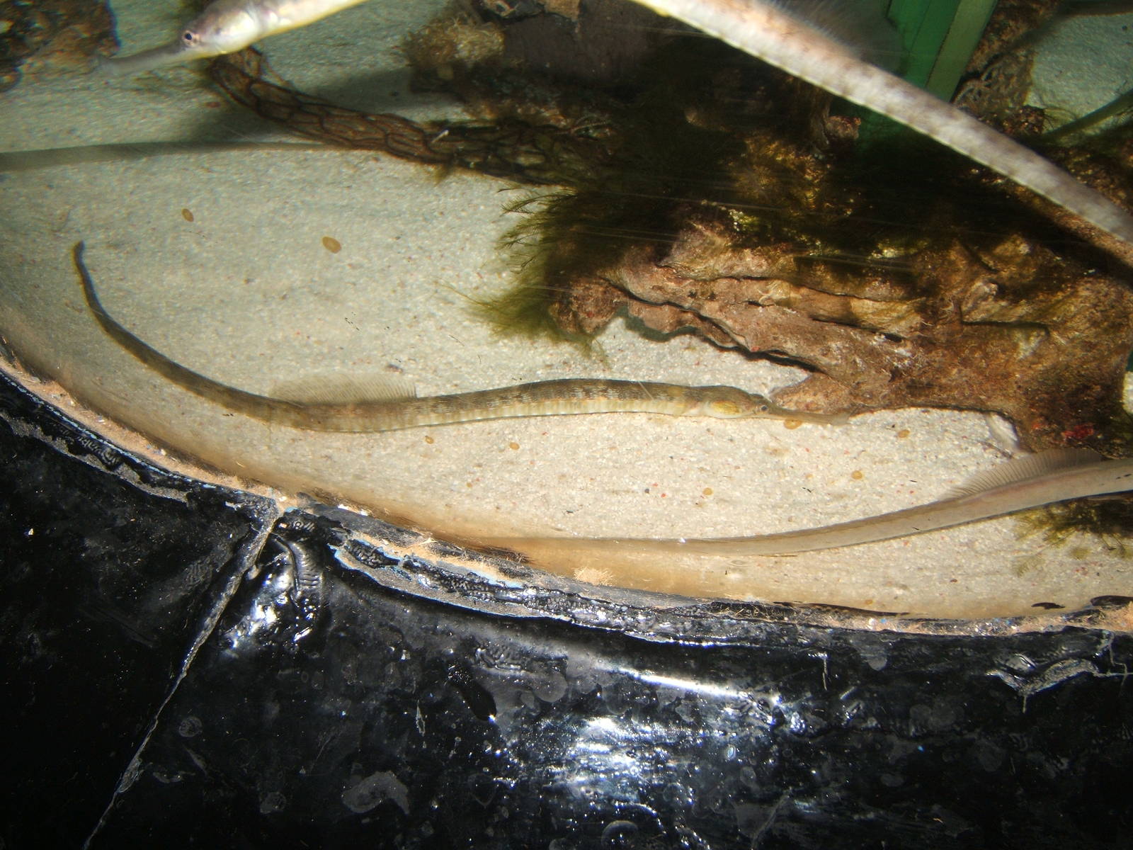 Snake Pipefish (Entelurus aequoreus)