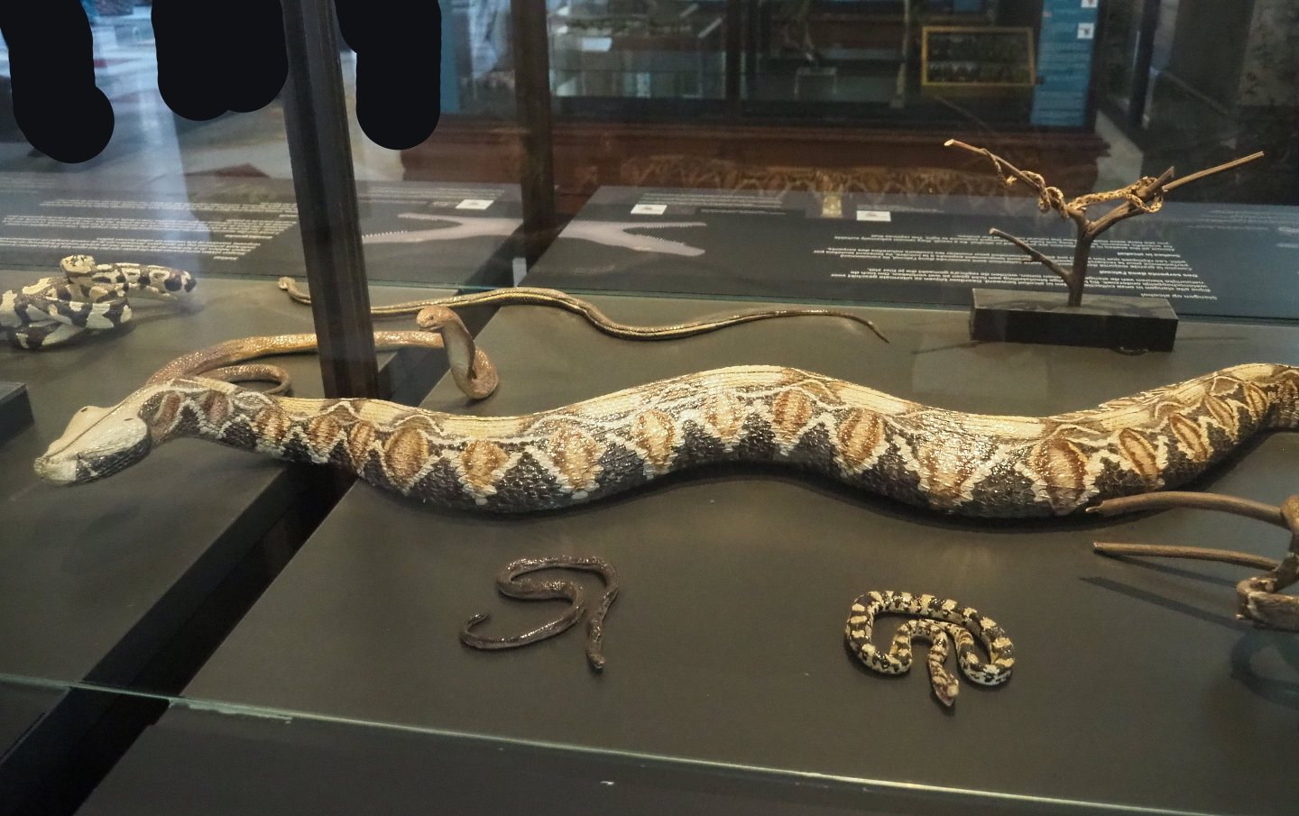 Snake replicas, 2021-10-20