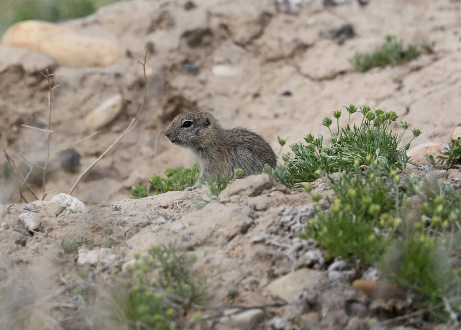 Snake River Plain Ground Squirrel (Urocitellus {mollis} idahoensis)