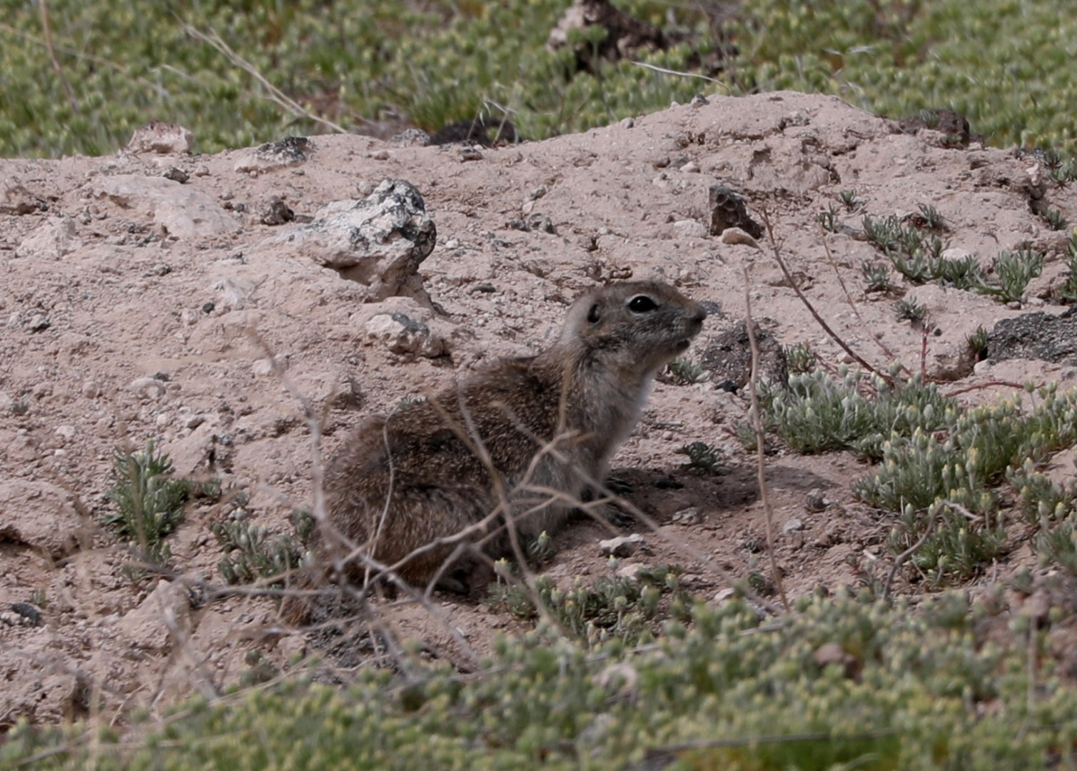 Snake River Plain Ground Squirrel (Urocitellus {mollis} idahoensis)