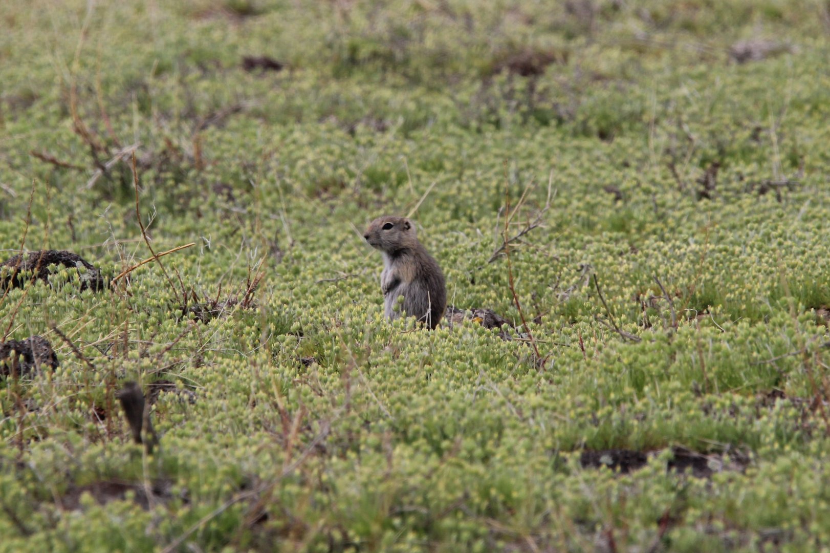 Snake River Plain Ground Squirrel