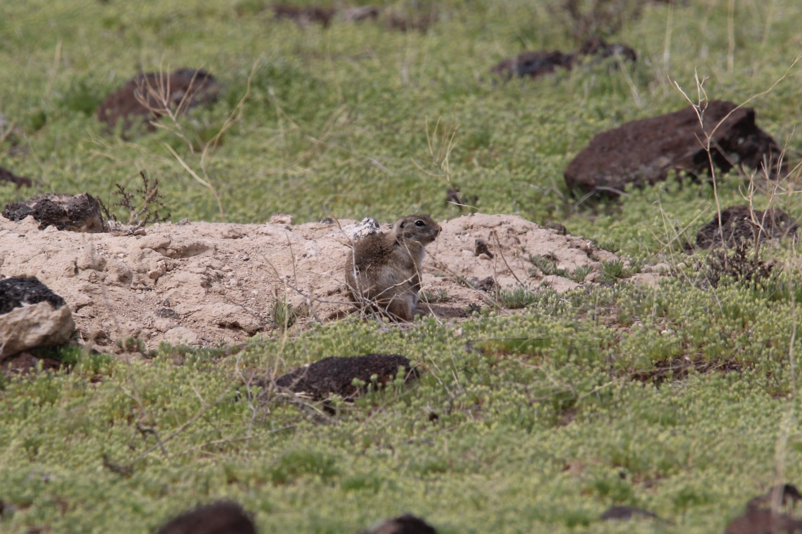 Snake River Plain Ground Squirrel