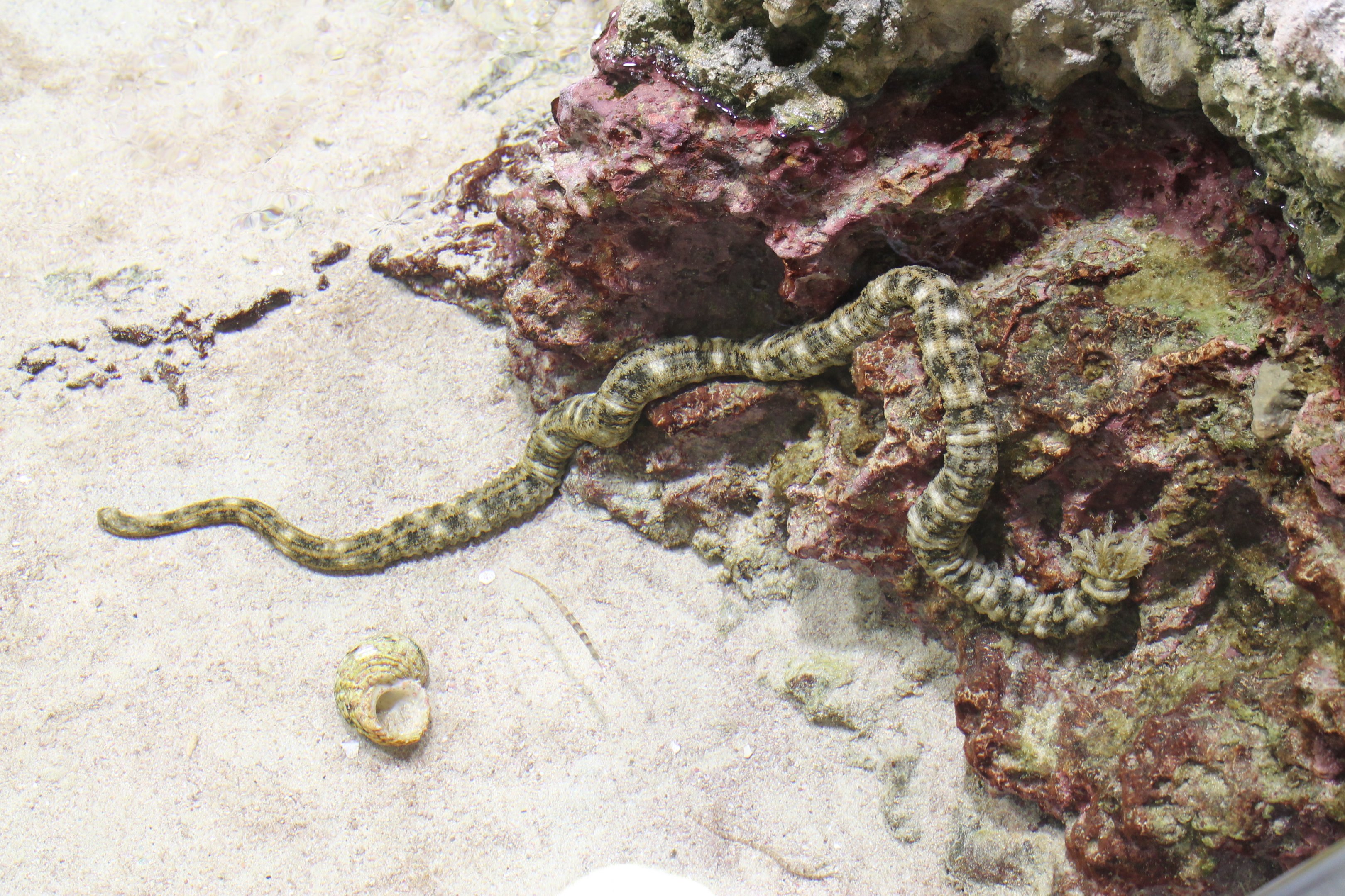 Snake Sea Cucumber (Synapta maculata)
