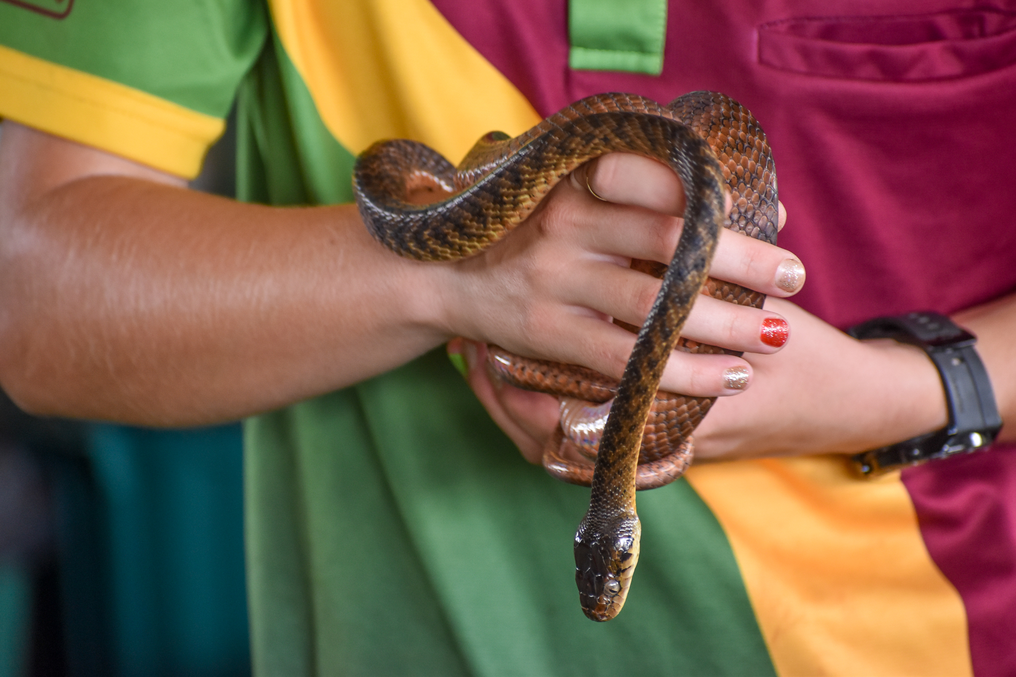 Snake Show - Brown Tree Snake