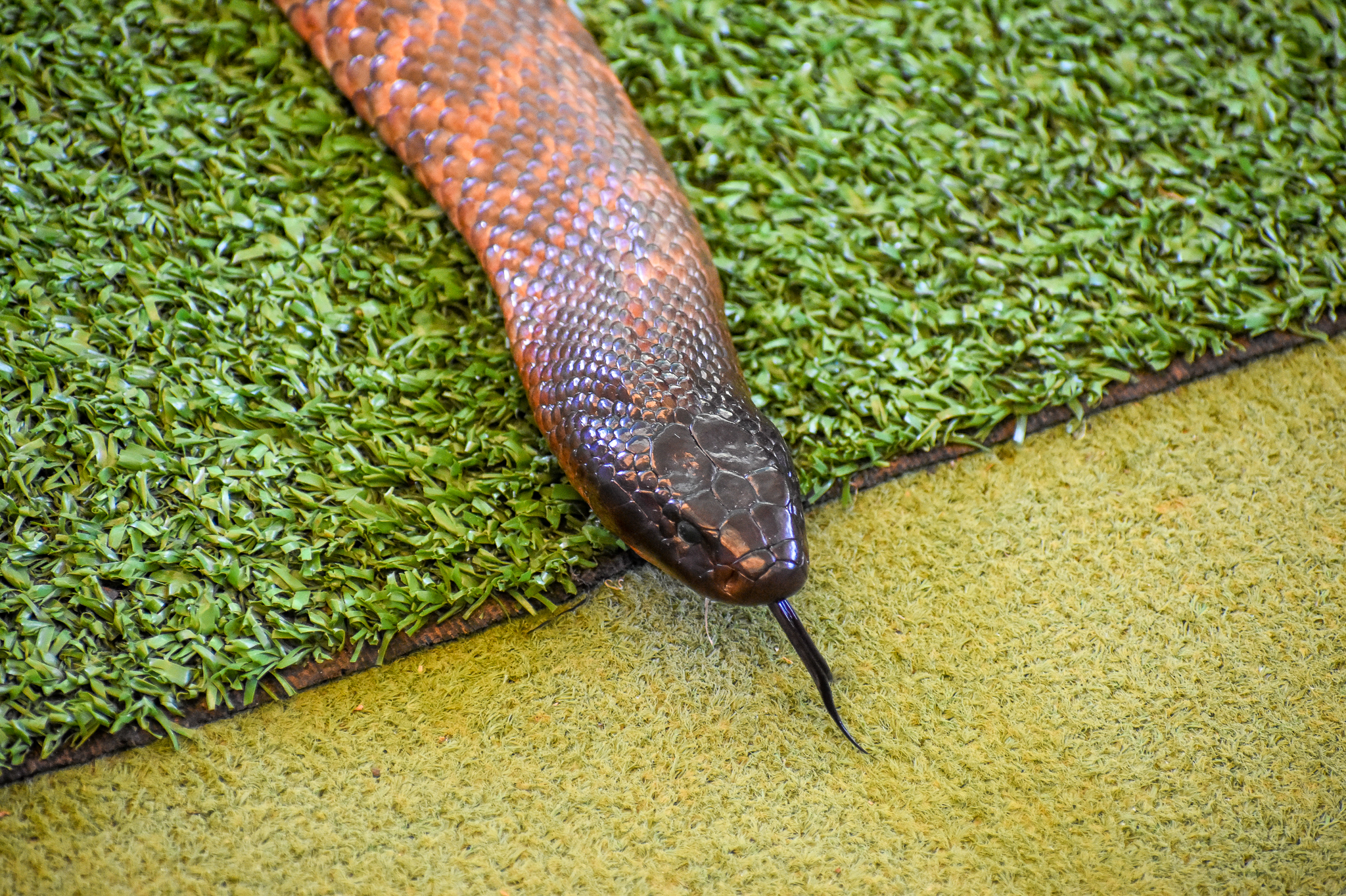 Snake Show - Collett's Snake
