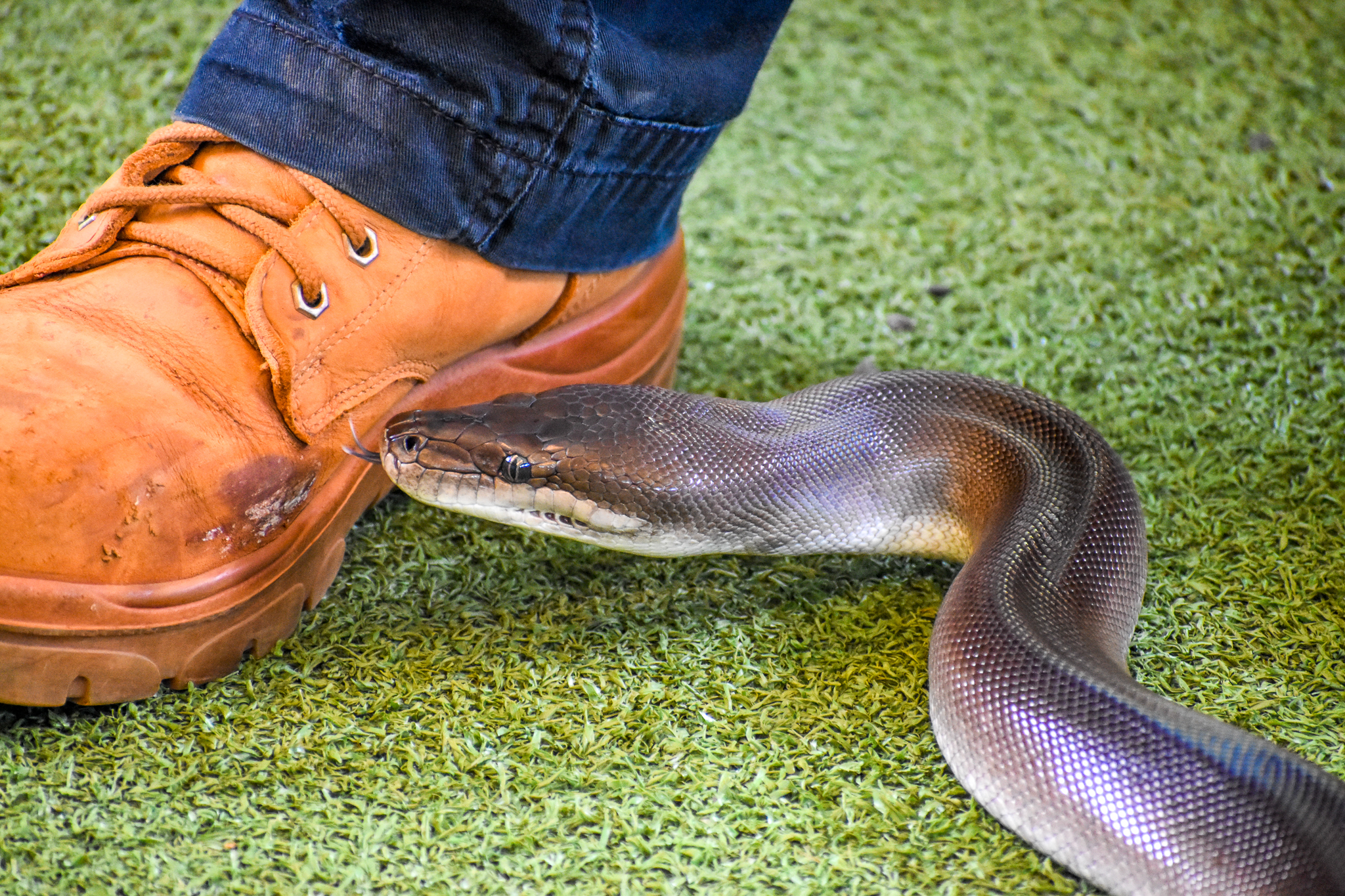 Snake Show - Olive Python