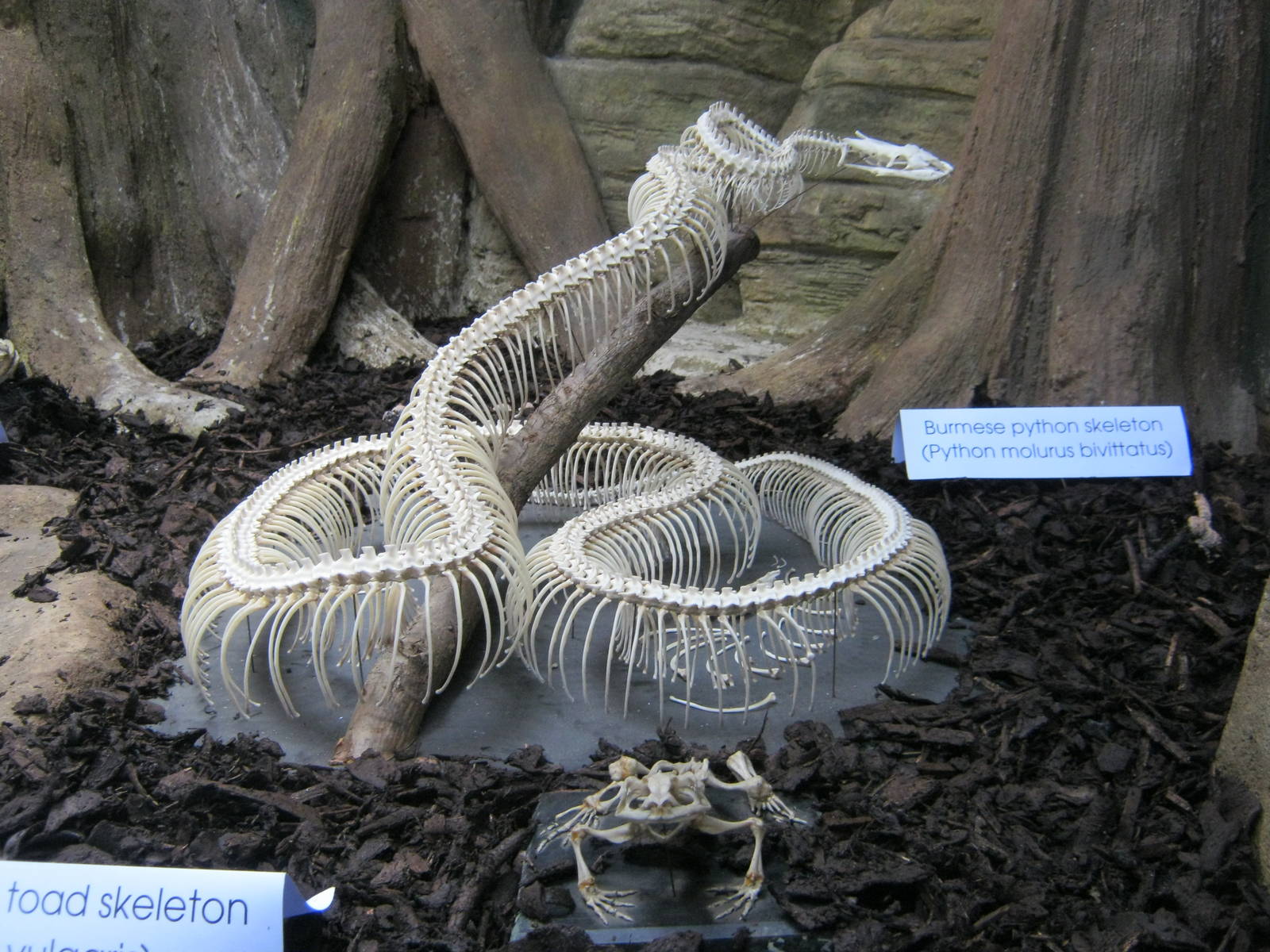 Snake skeleton in reptile exhibit