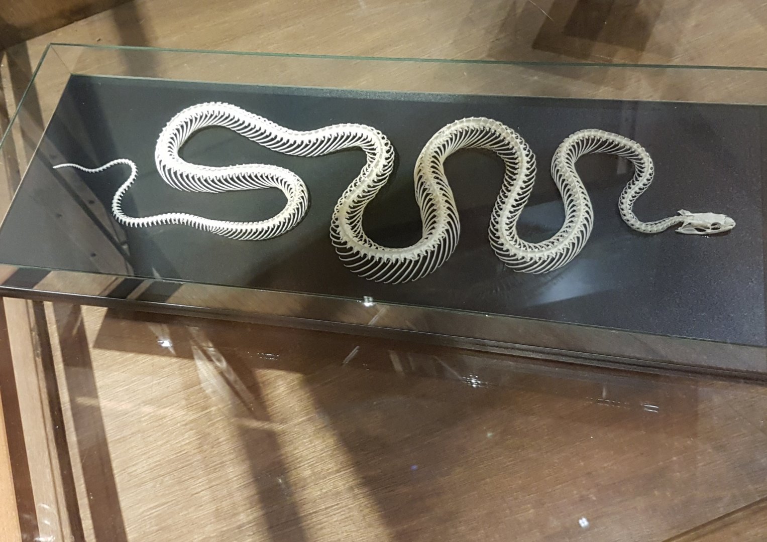 Snake-skeleton