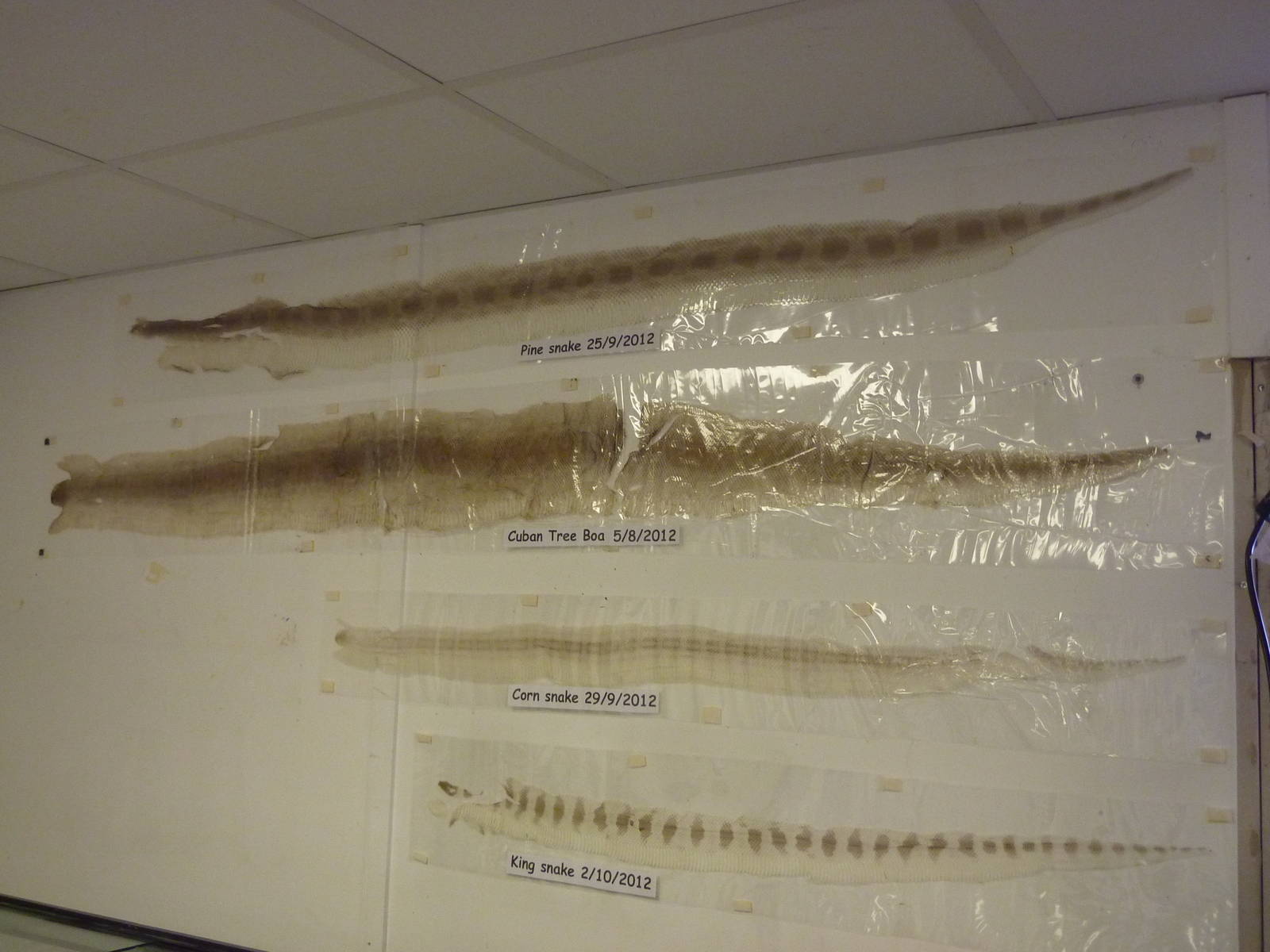 Snake skins, 6th November 2012.