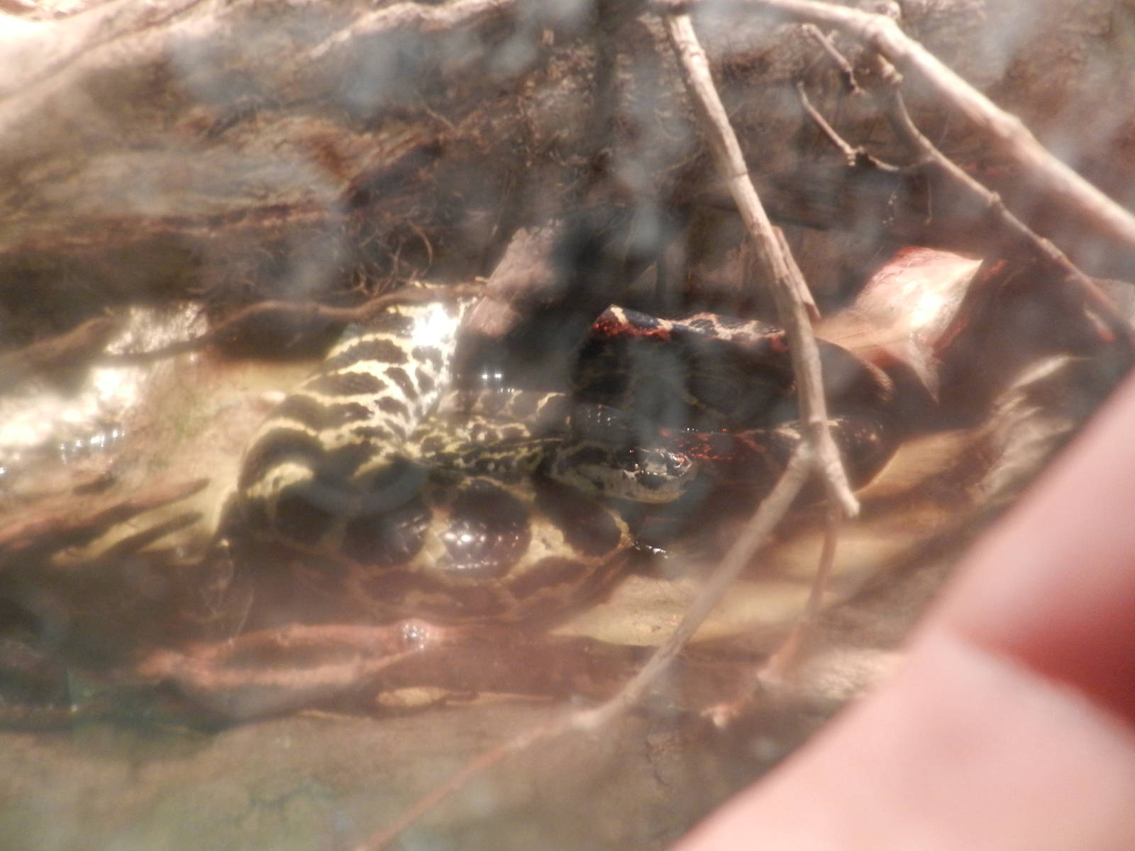 Snake (species?) at Flamingo Land - 14/10/2012