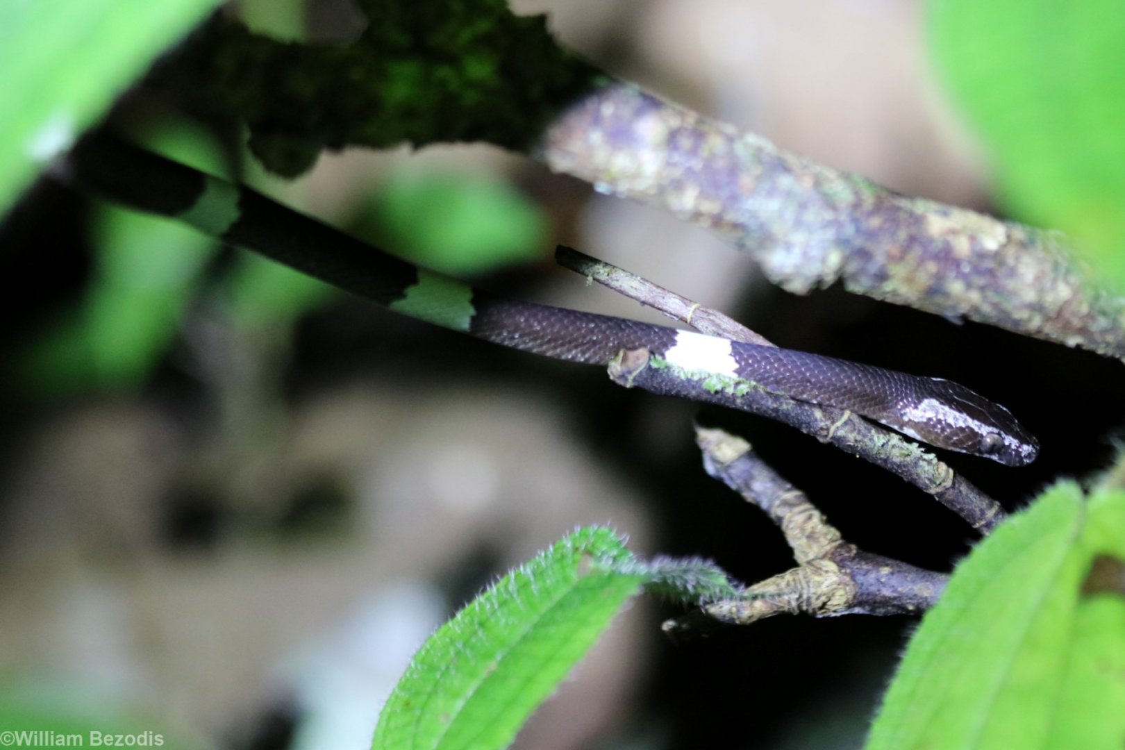 Snake Species - Danum Valley