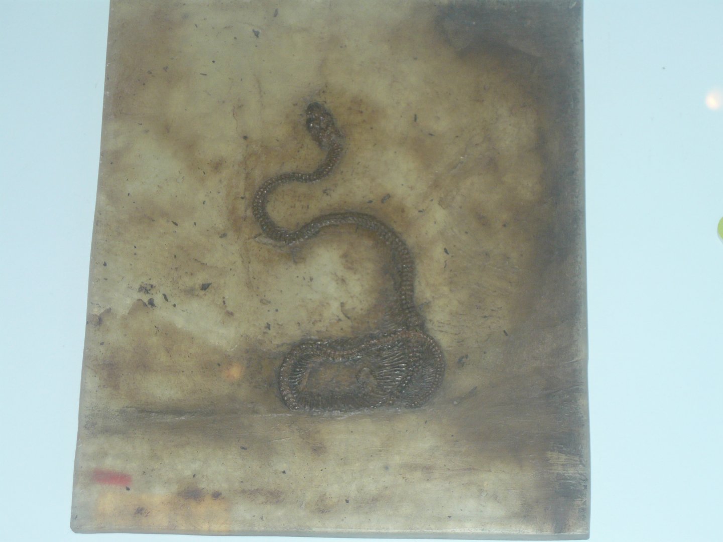 Snake species from Messel Pit