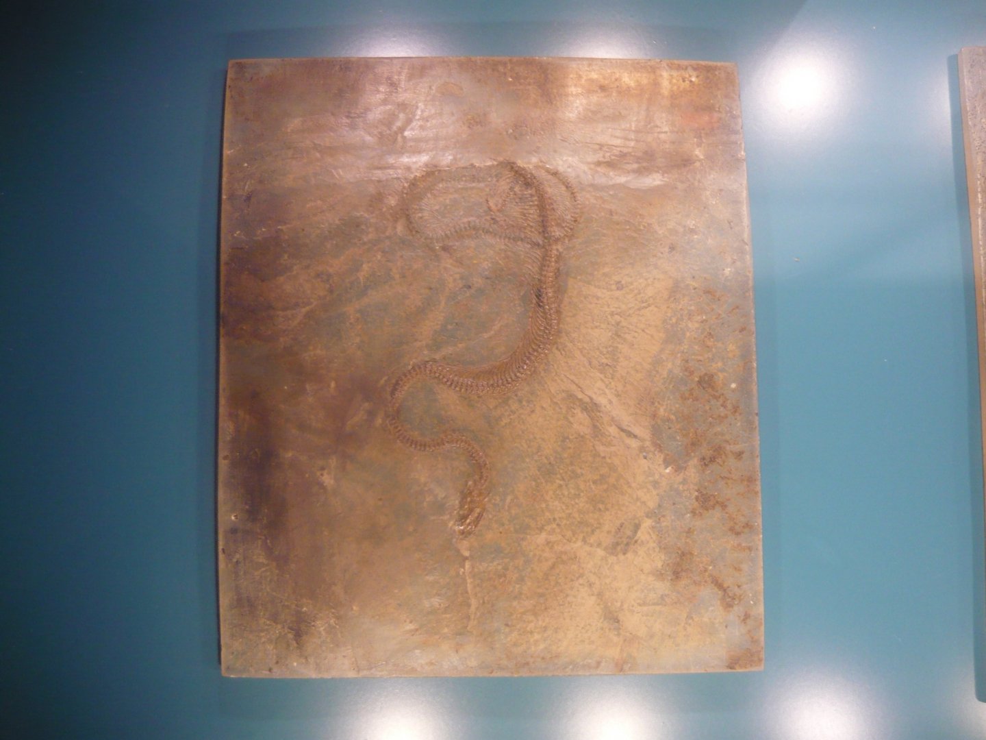 Snake species from Messel Pit