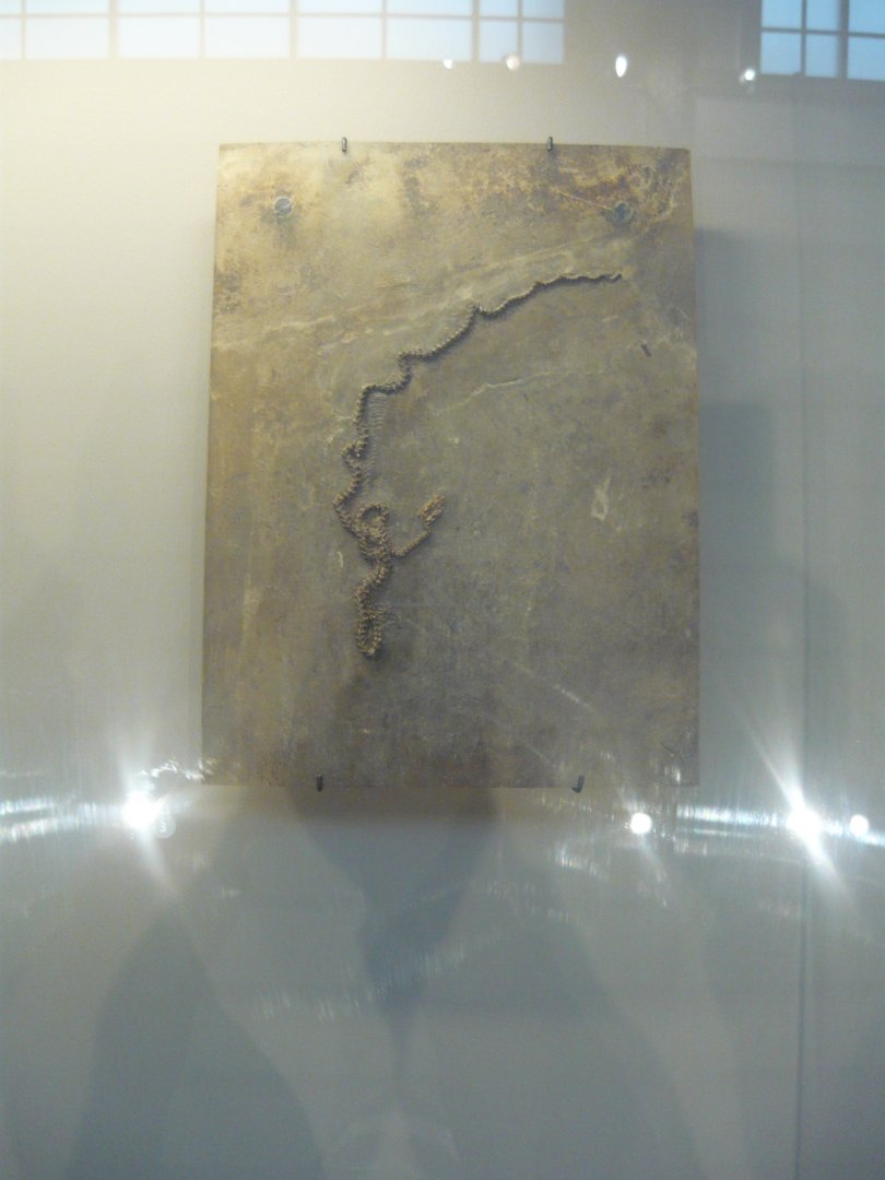 Snake species from the Messel Pit