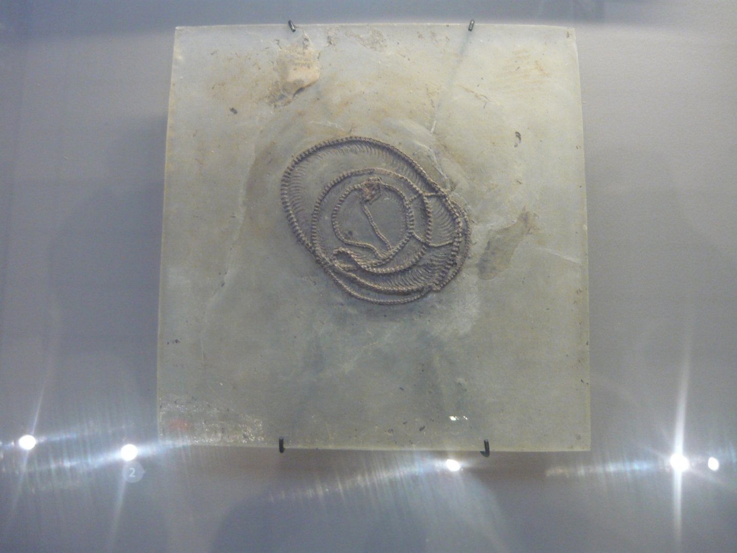 Snake species from the Messel Pit