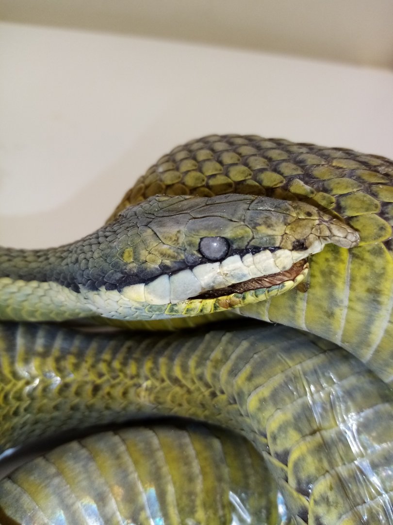 Snake specimen ID