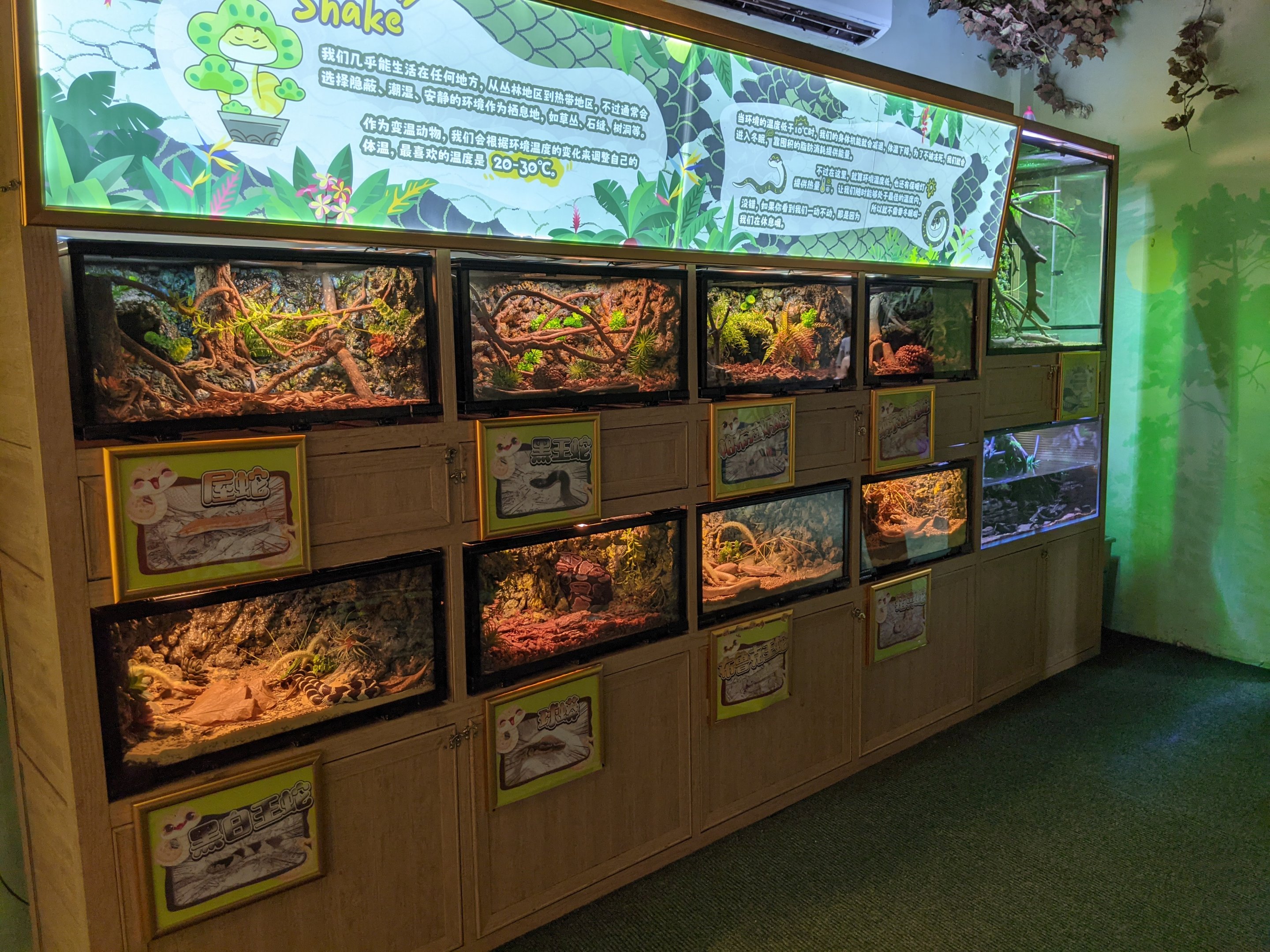 Snake tanks - colour morphs