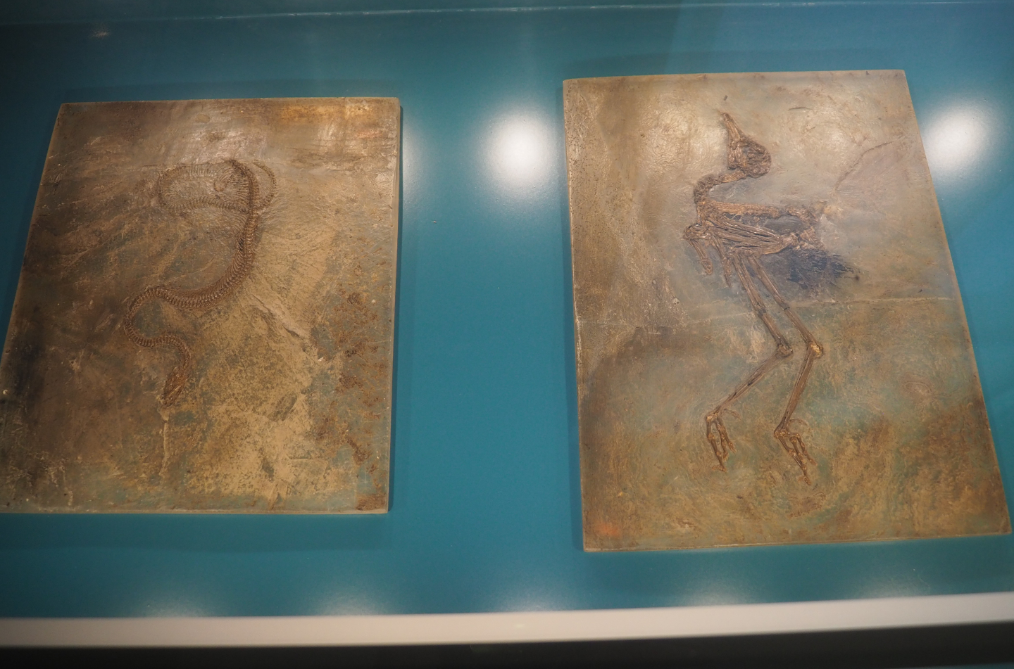 Snake (Taxon undetermined) and Wader bird (Messelornis species) fossils from the Messel Pit, 2019-12-03