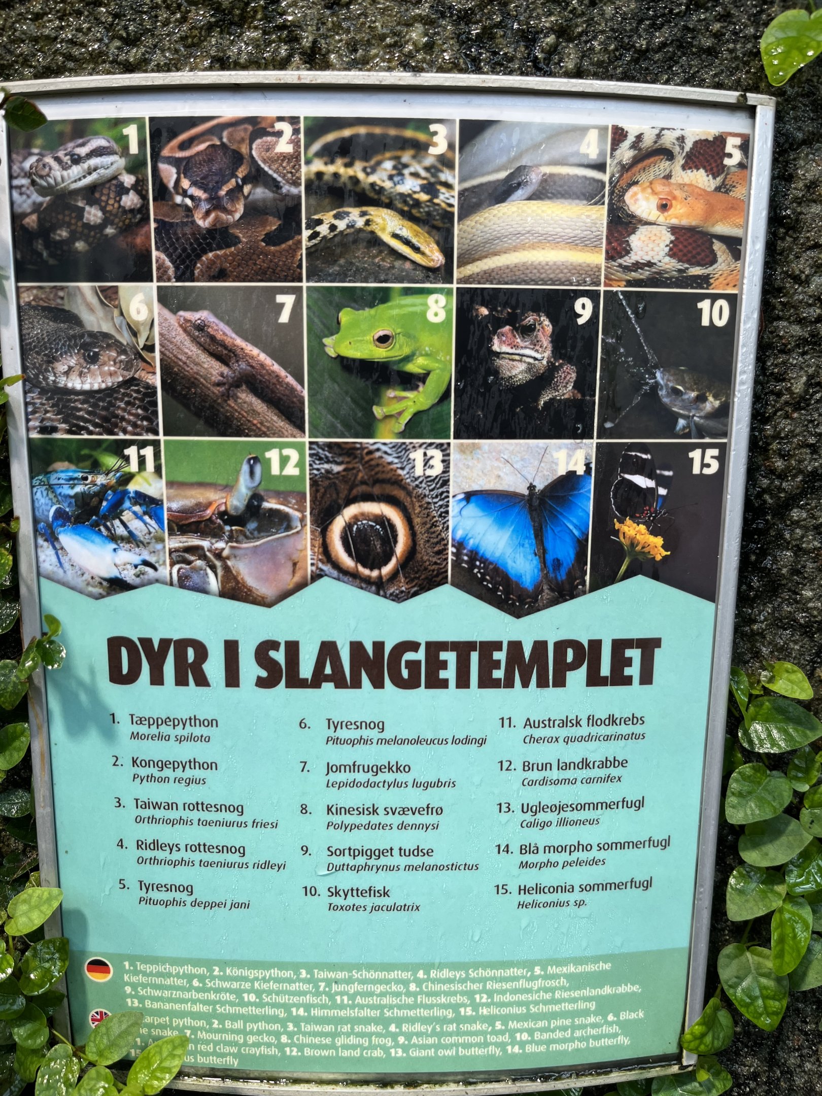 Snake Temple - free ranging species