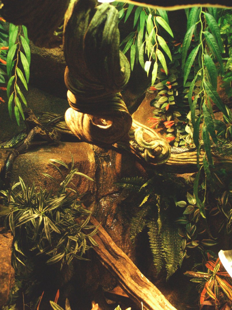 Snake terrarium, 2009-04-14