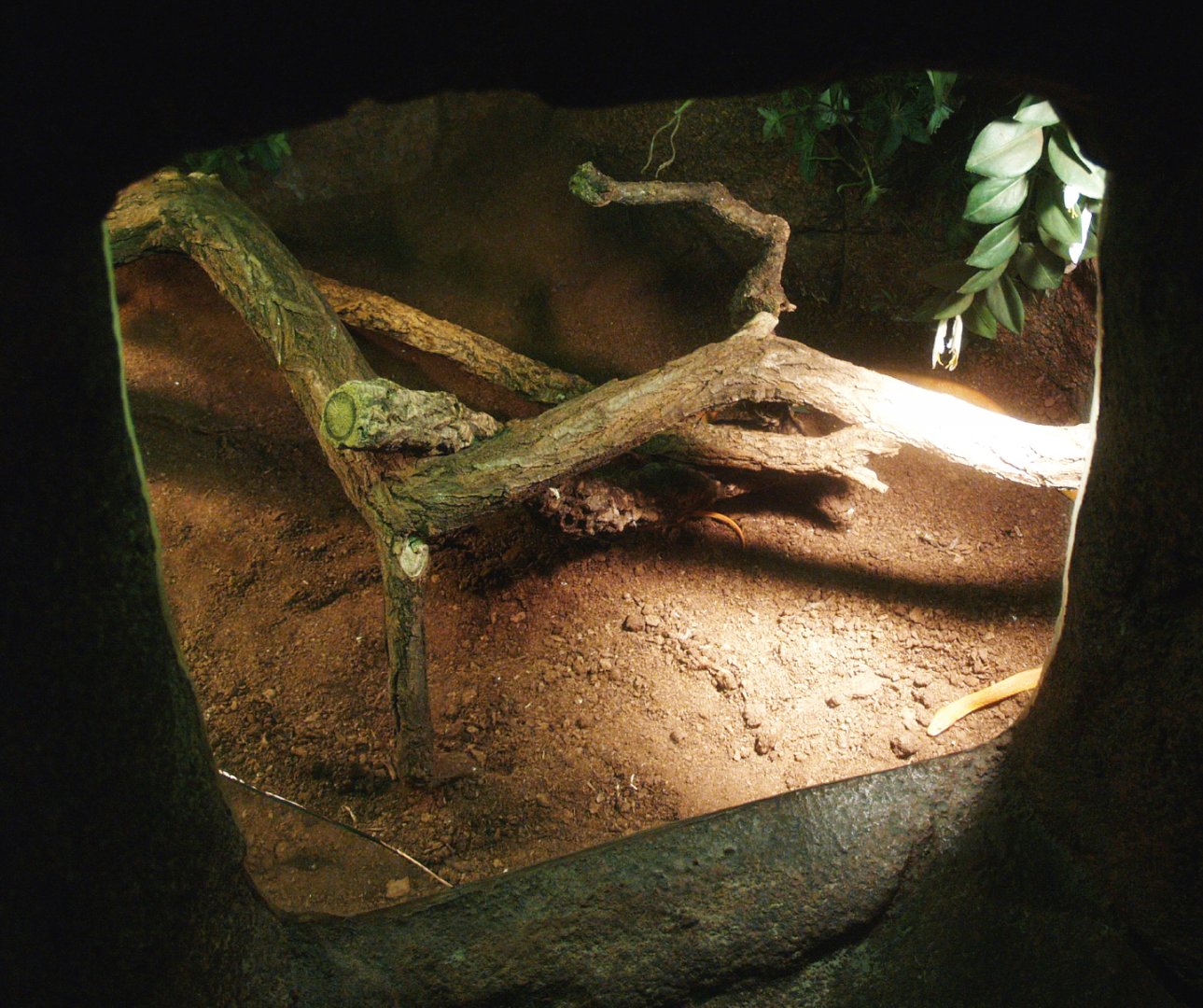Snake terrarium, 2014-02-16