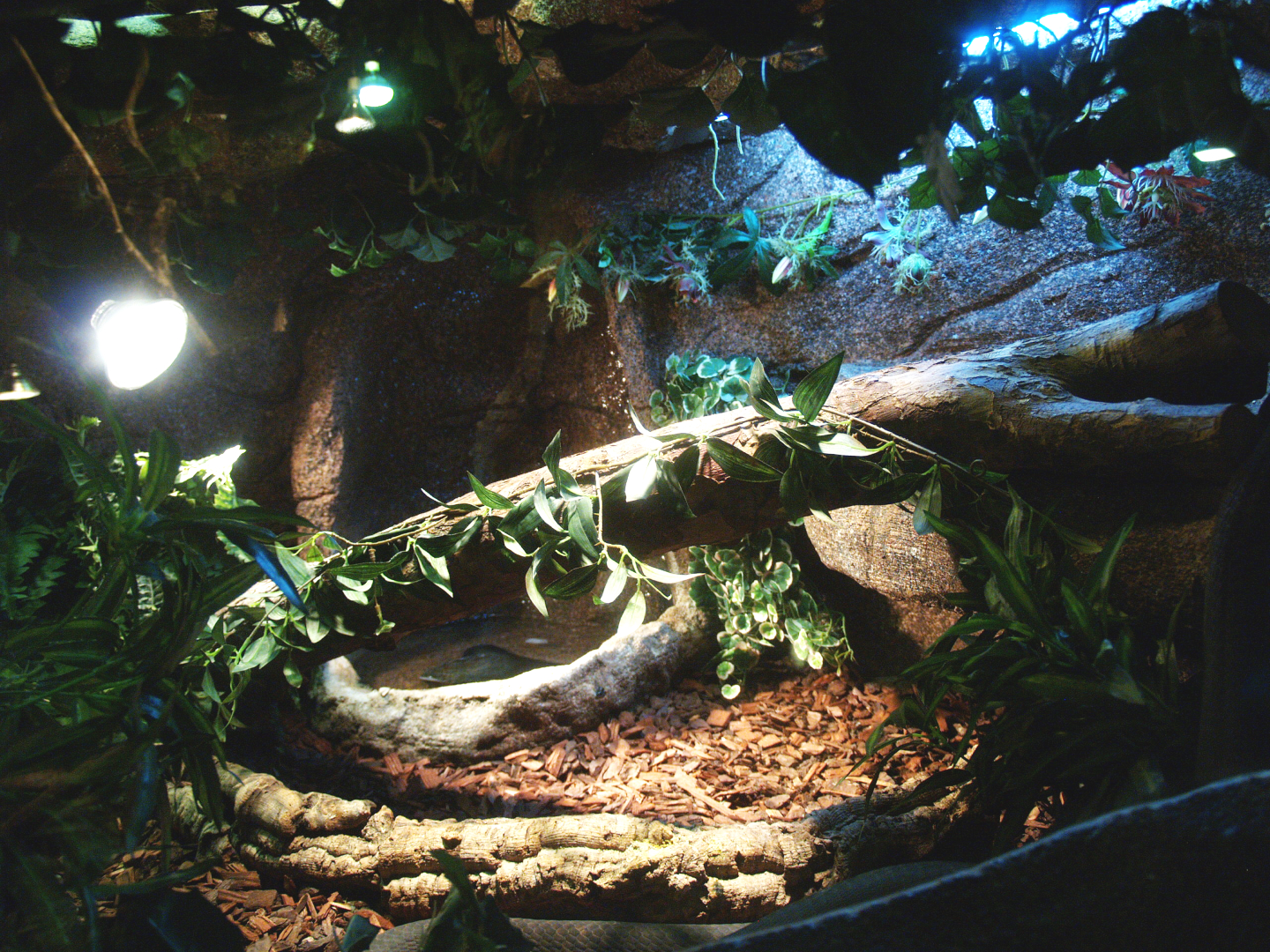 Snake terrarium, 2014-02-16