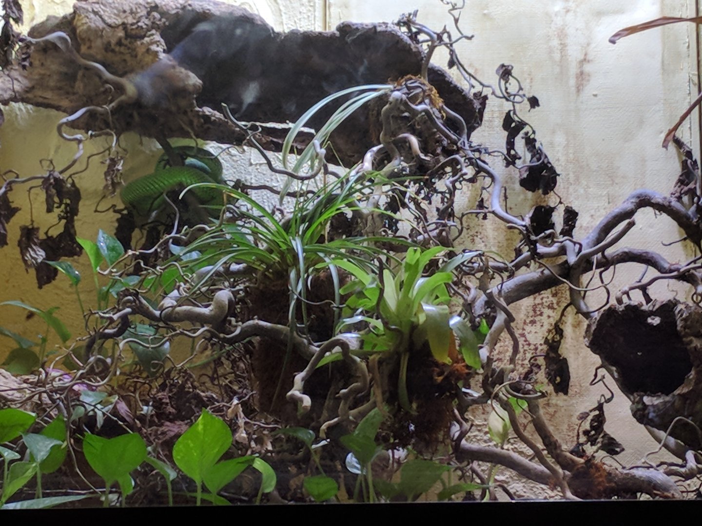 Snake Terrarium example