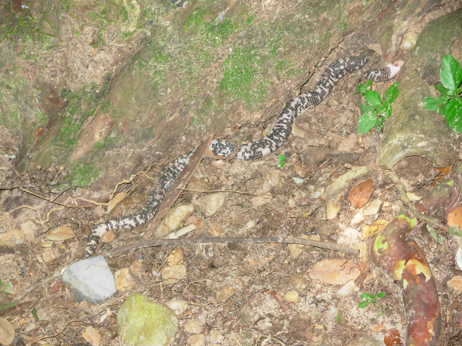 Snake - Trinidad Royal Botanic Gardens