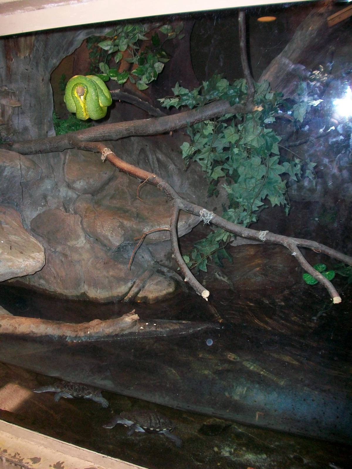 Snake/Turtle Exhibit - 2009
