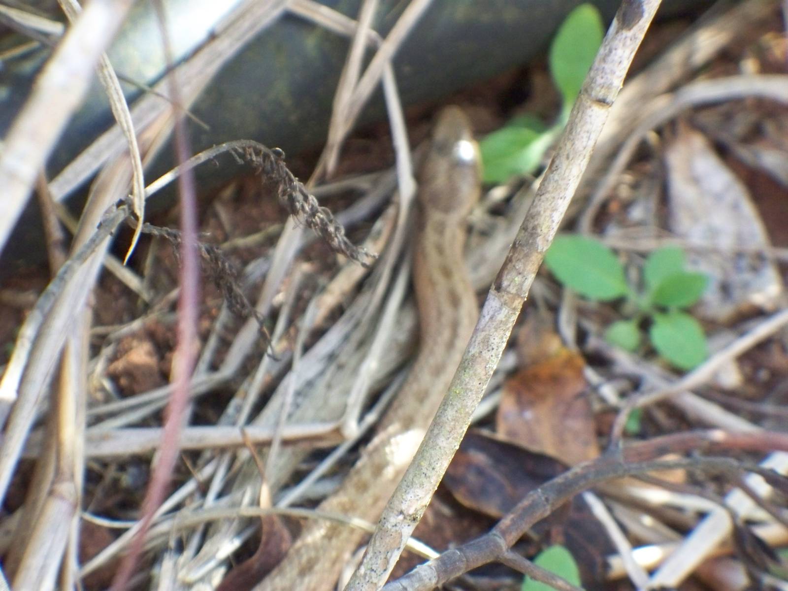 Snake Unknow species