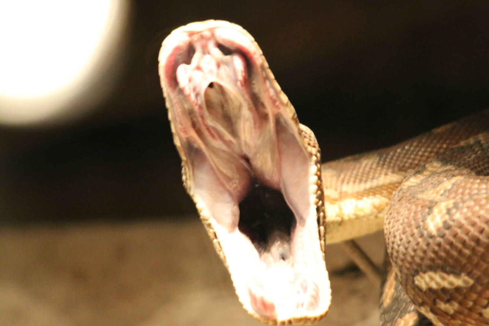 Snake Yawning - Reptile House