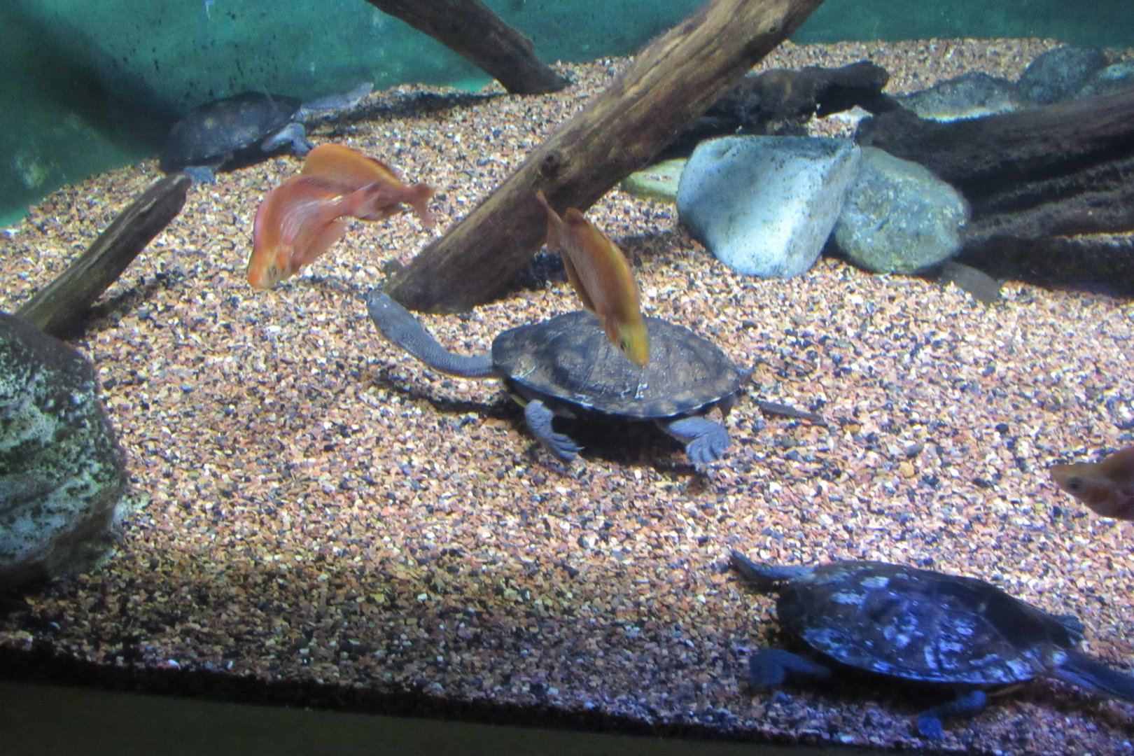 snaked necked turtle