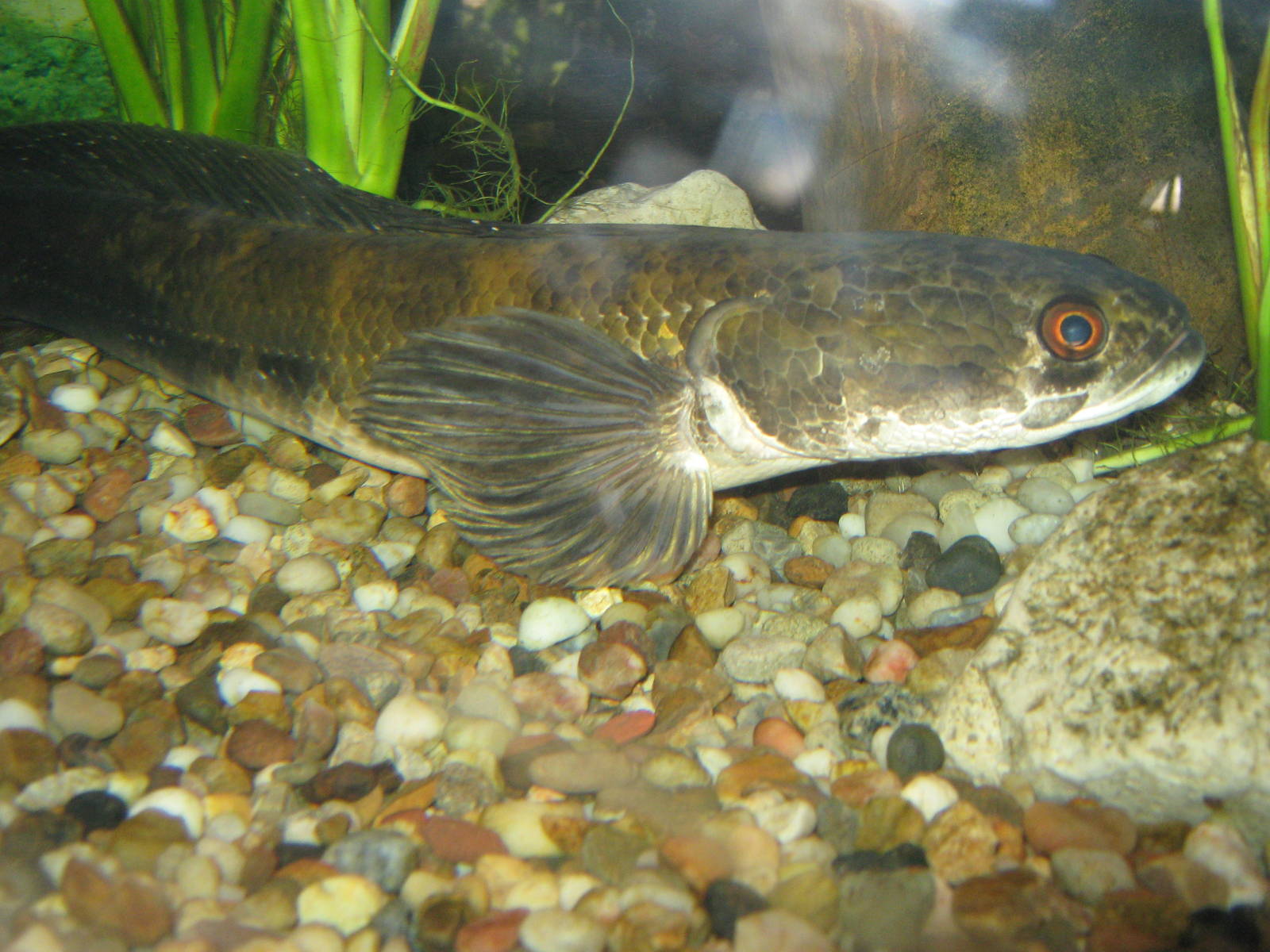 snakehead at the Kuching Aquarium