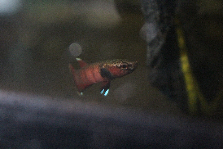 Snakehead betta (Betta channoides) - PCBA