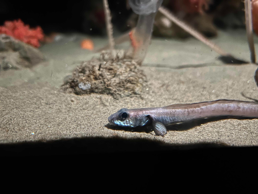 Snakehead eelpout, Lycenchelys crotalinus