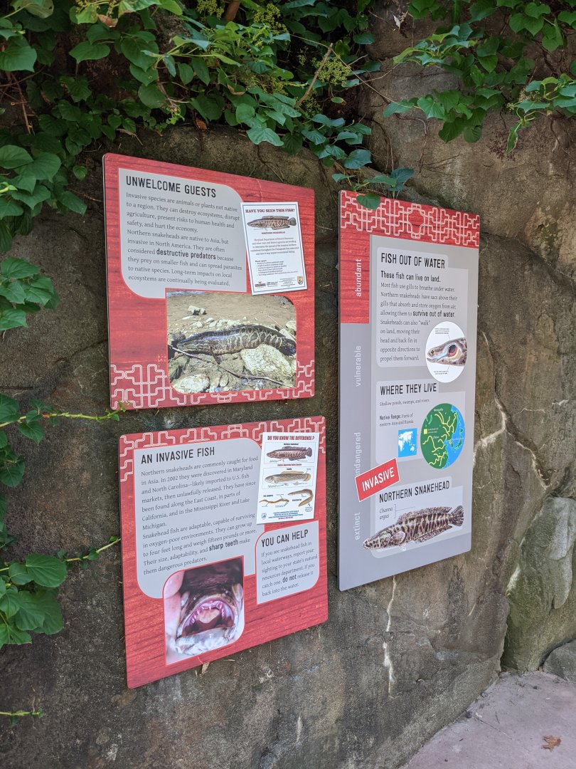 Snakehead Exhibit - Asia Trail