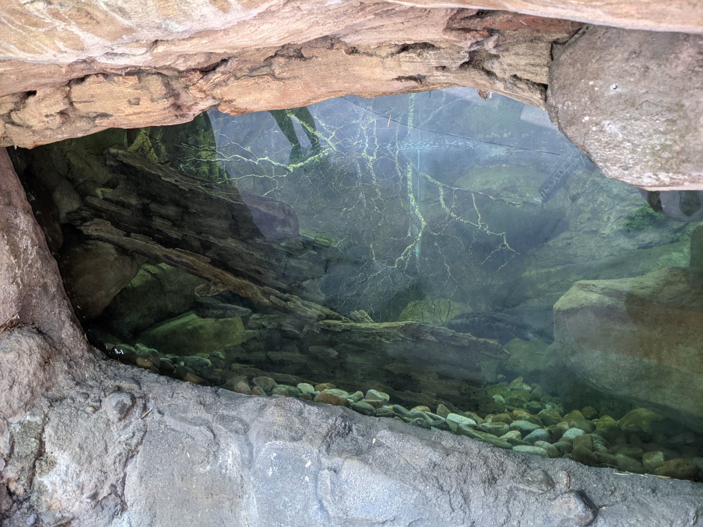 Snakehead Exhibit - Asia Trail