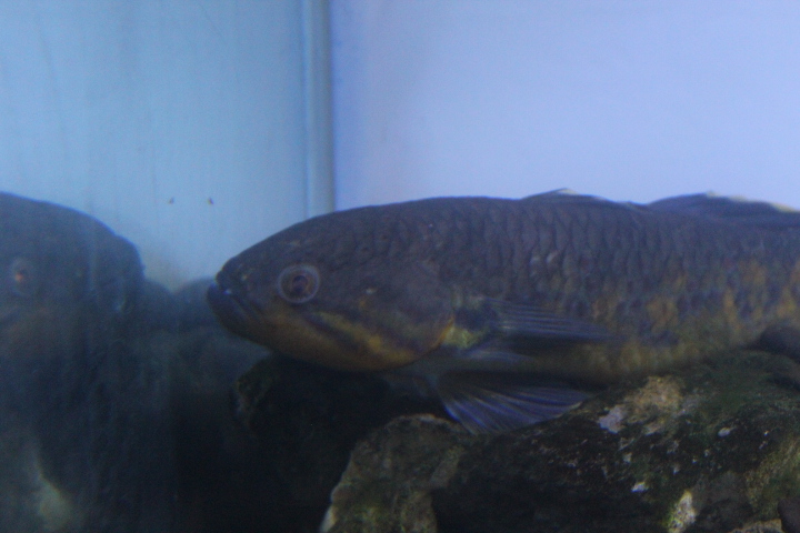 Snakehead gudgeon (Giuris margaritacea)