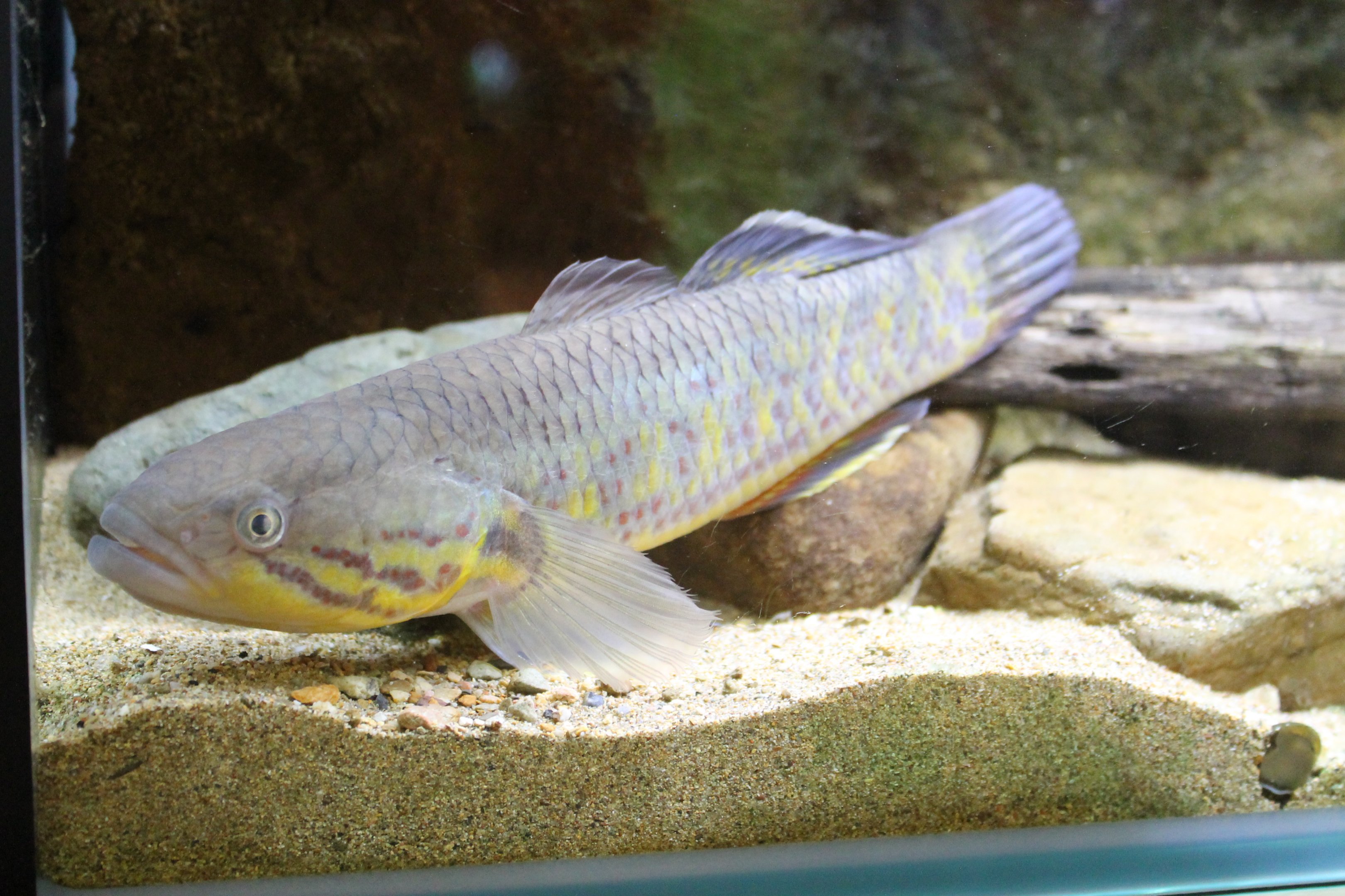 Snakehead Gudgeon (Giuris viator)