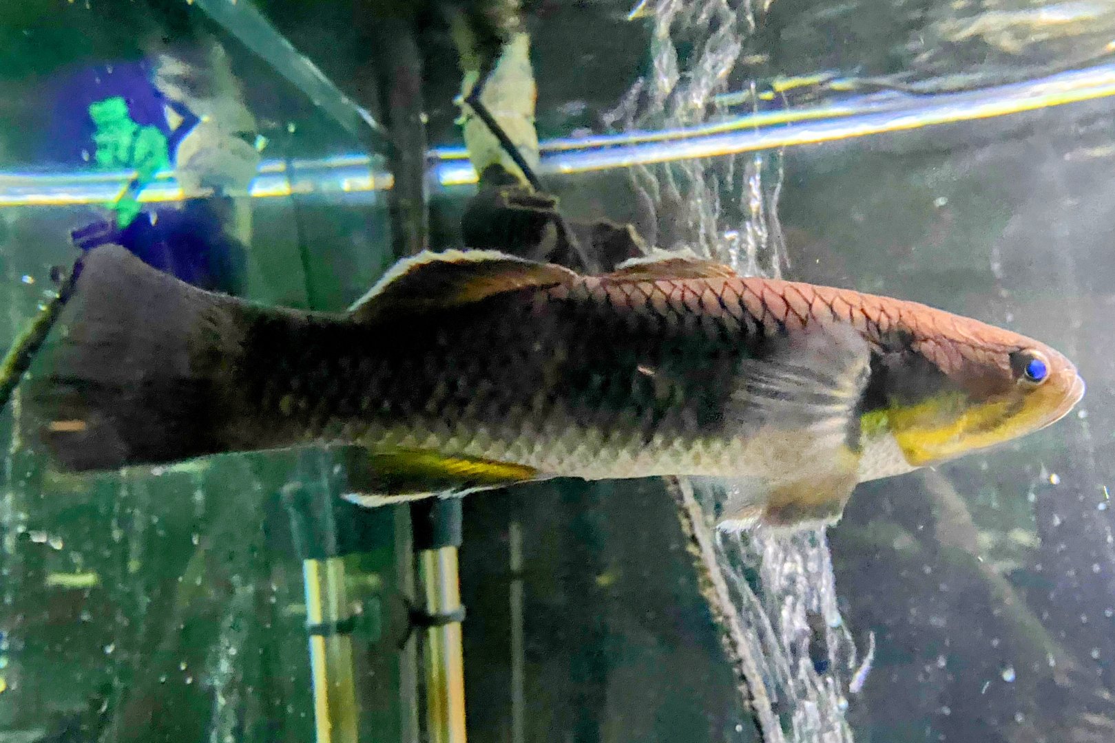 Snakehead Gudgeon