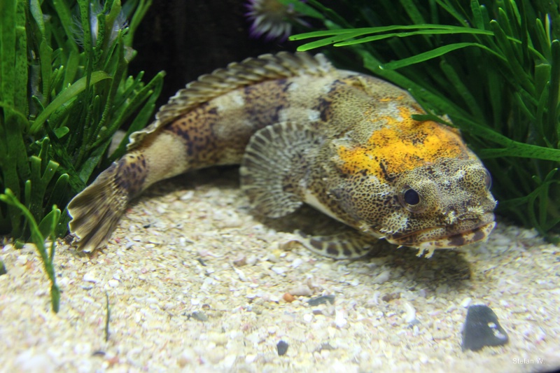 Snakehead toadfish (Batrichthys apiatus)